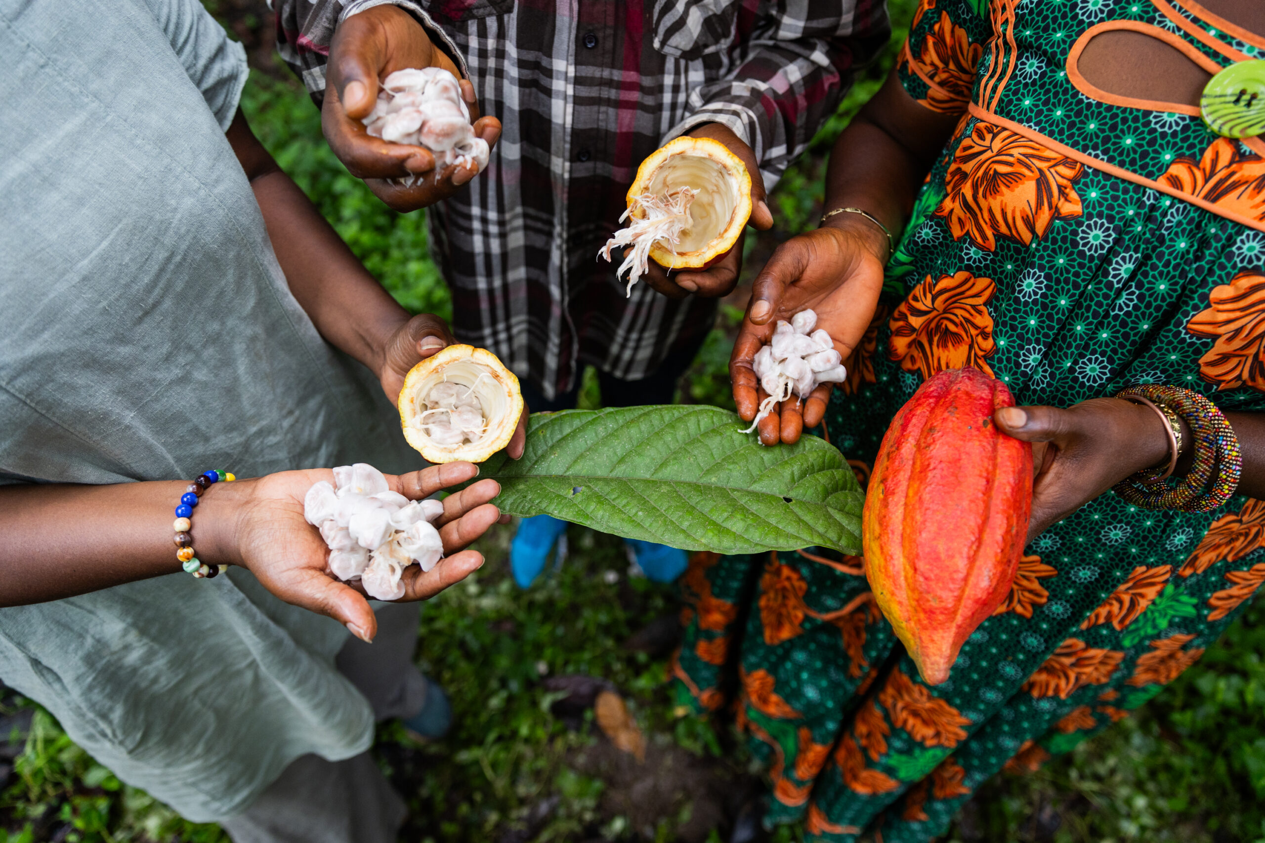 cocoa products