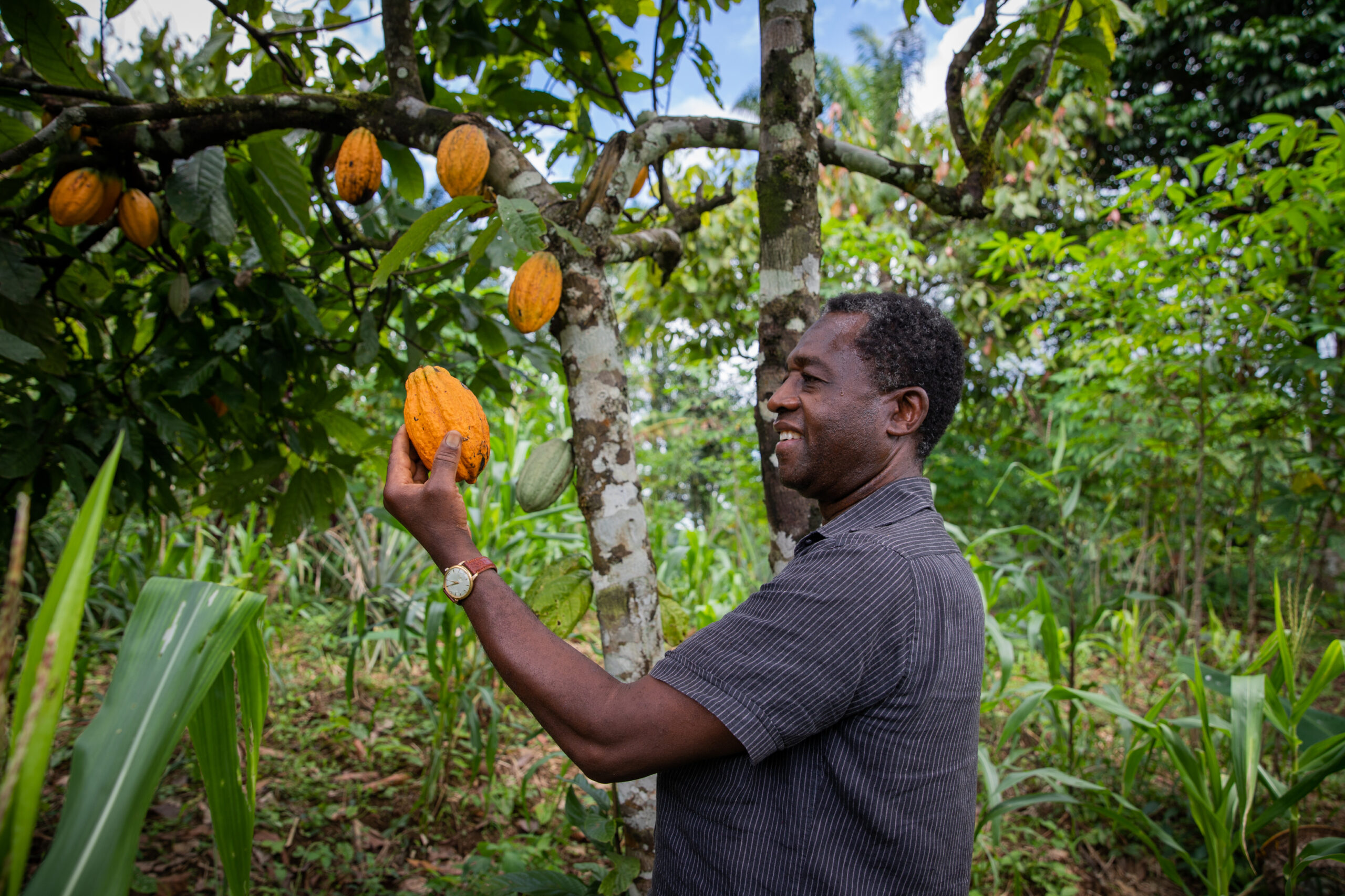 cocoa products
